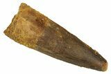 Fossil Spinosaurus Tooth - Real Dinosaur Tooth #344589-1